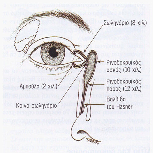 Δακρυοκυστίτιδα - Ανατομική του αποχετευτικού συστήματος των δακρύων